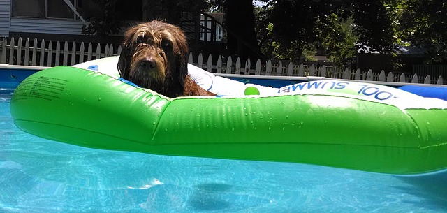pes na lehátku v bazénu