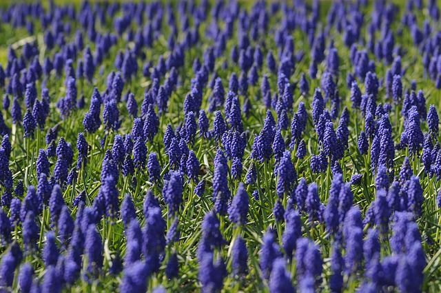 pole modrých květin