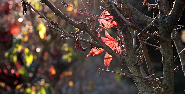 opadaný strom na podzim