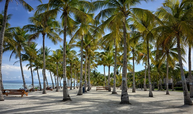 pláž s palmami na ostrově