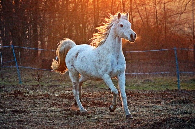 bílý kůň